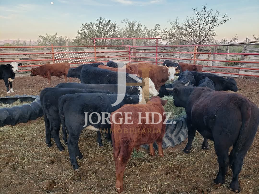Fotografía 15 de Rancho Tinajos de Cantarrecio - Carretera Ciudad Juárez–Chihuahua